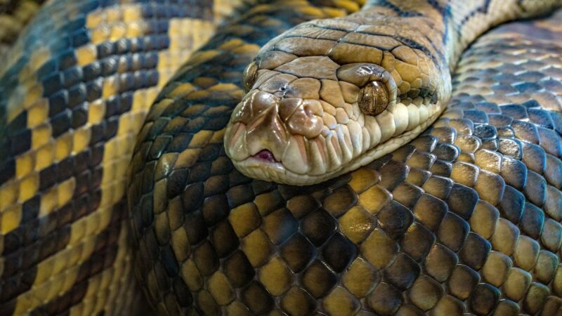 Snake is stressed
