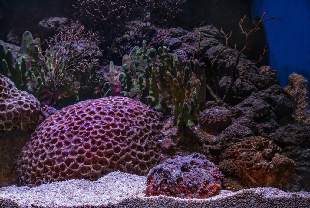 Marine saltwater tank