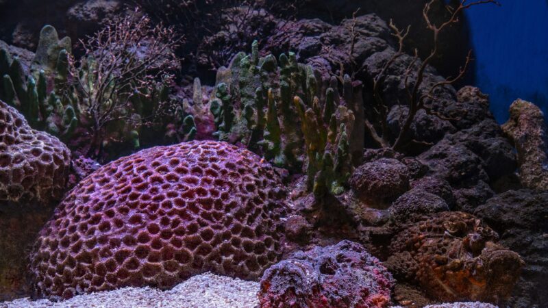 Marine saltwater tank