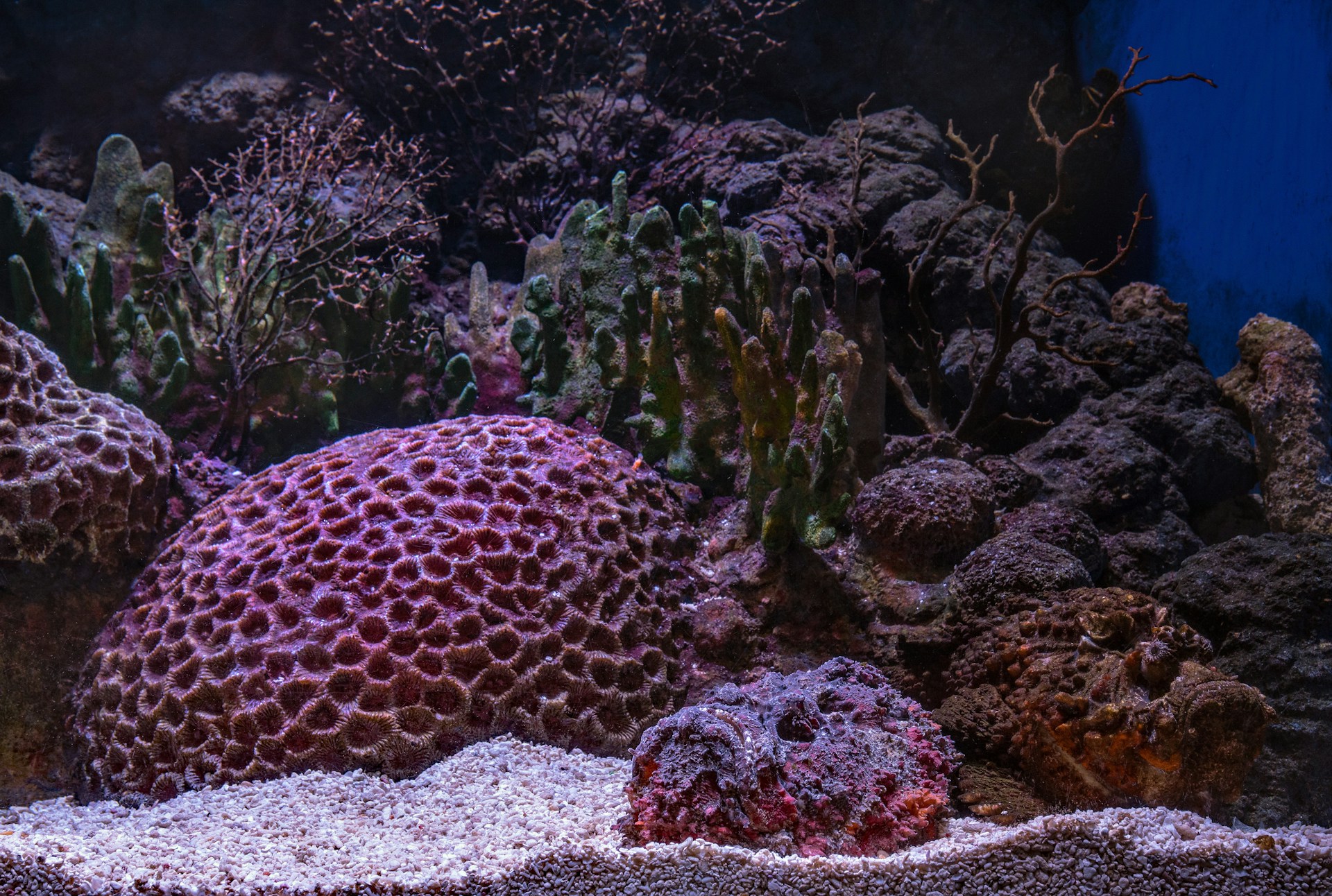 Saltwater Aquarium Basics for Beginners - MyPetNet