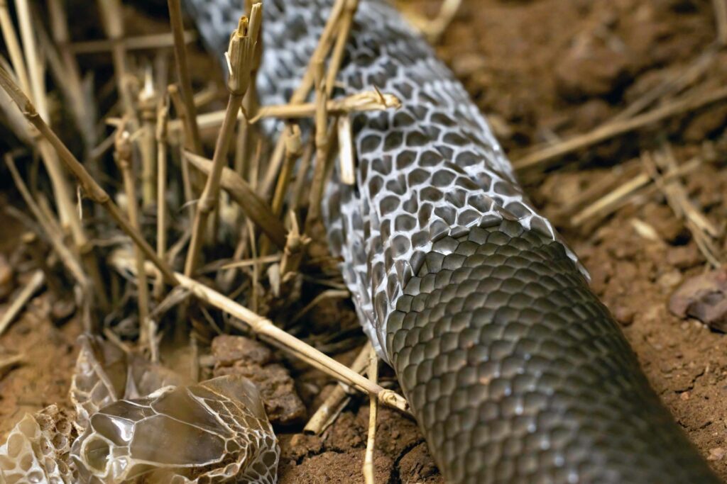 Snake shedding