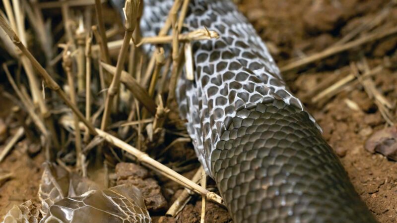 Snake shedding