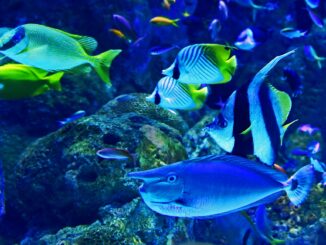 Aquarium filter