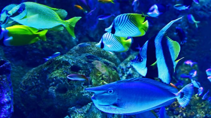 Aquarium filter