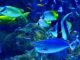 Aquarium filter