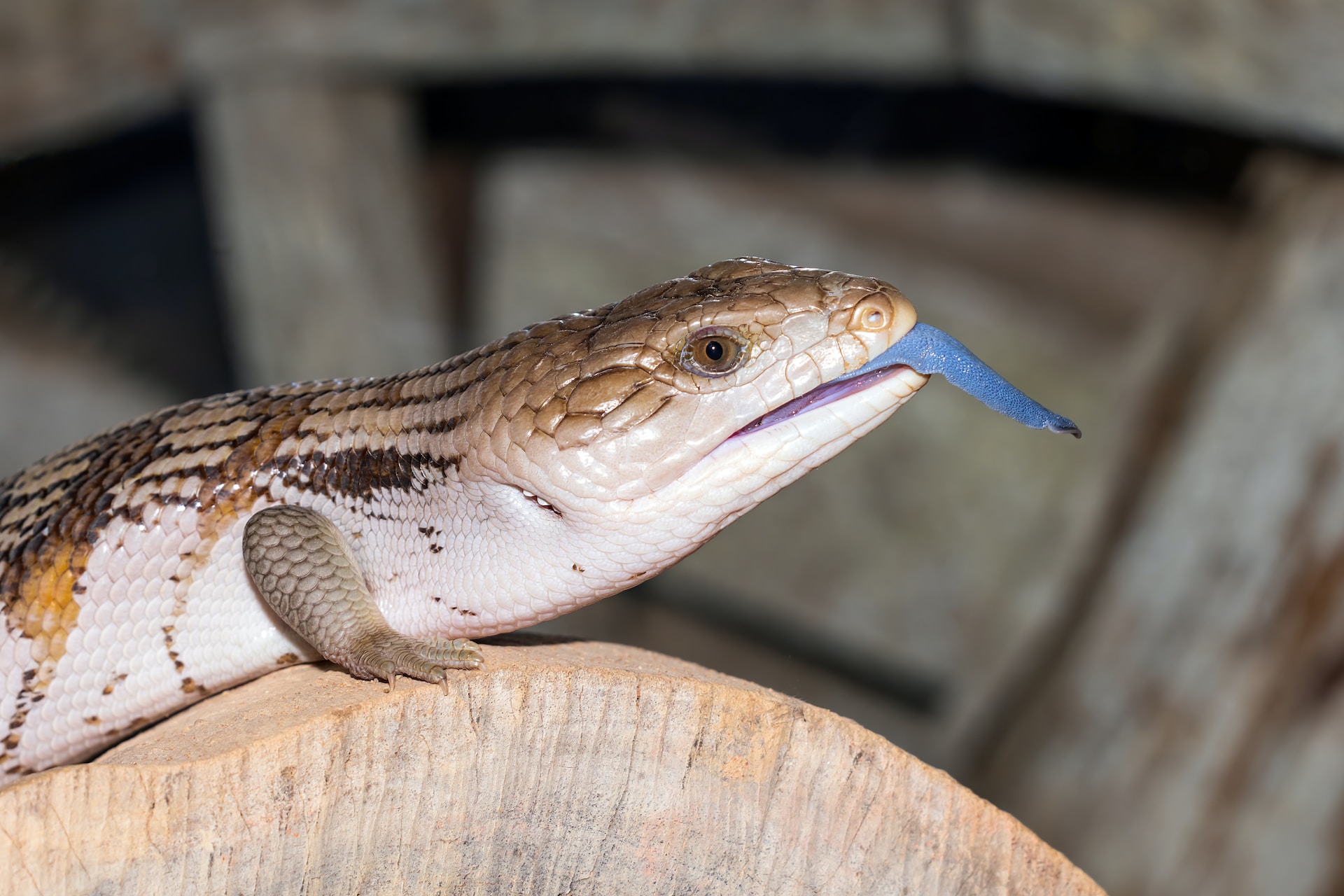 Blue-tongue skink