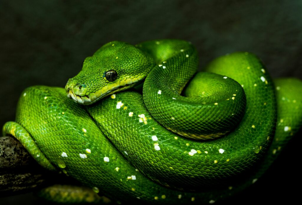 Myths about pet snakes
