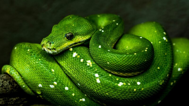 Myths about pet snakes