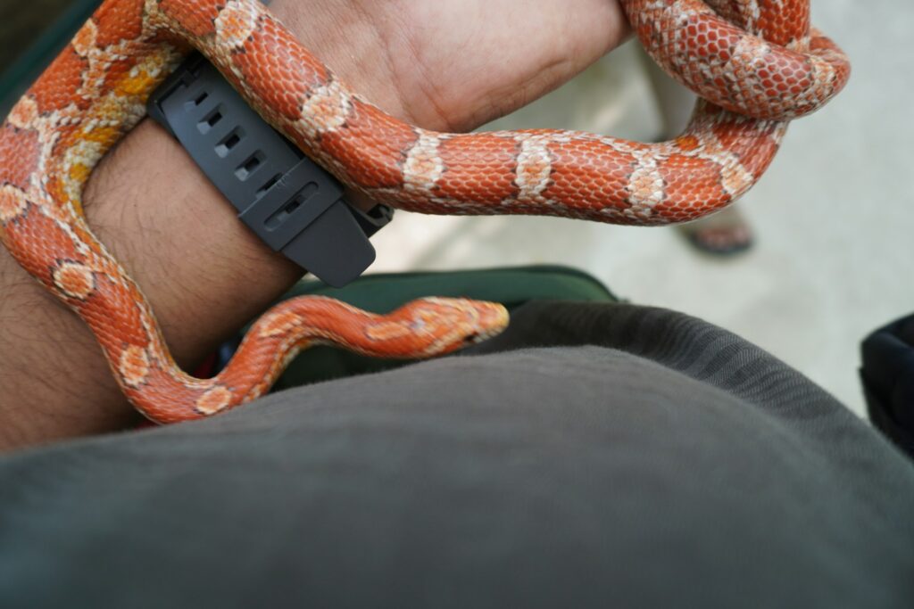Feeding pet snakes