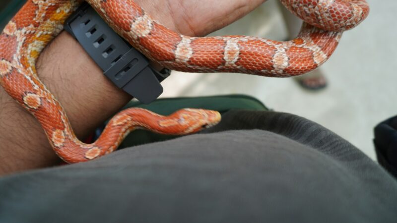 Feeding pet snakes