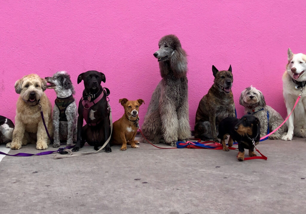 Choose the Right Dog Breed