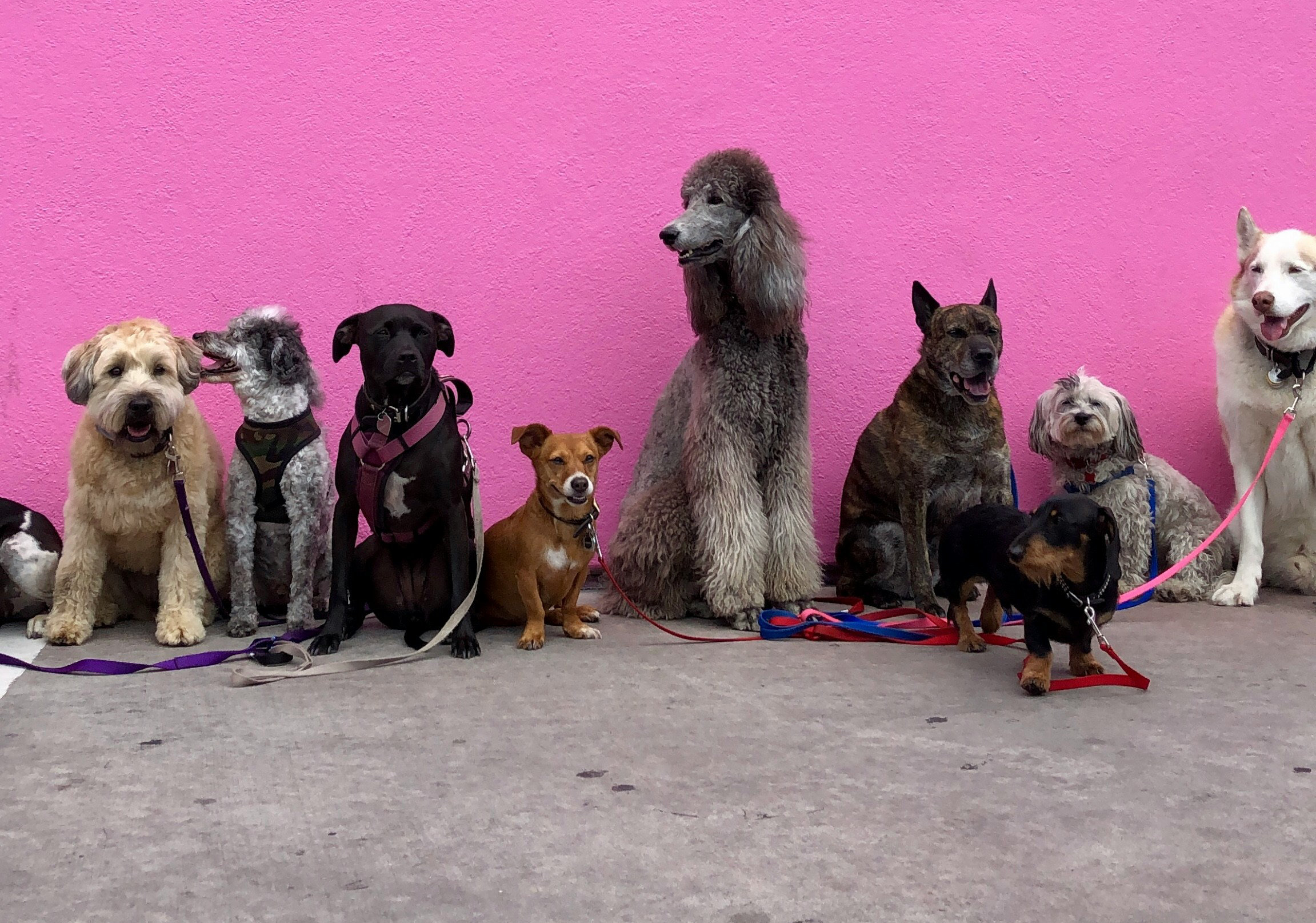 Choose the Right Dog Breed