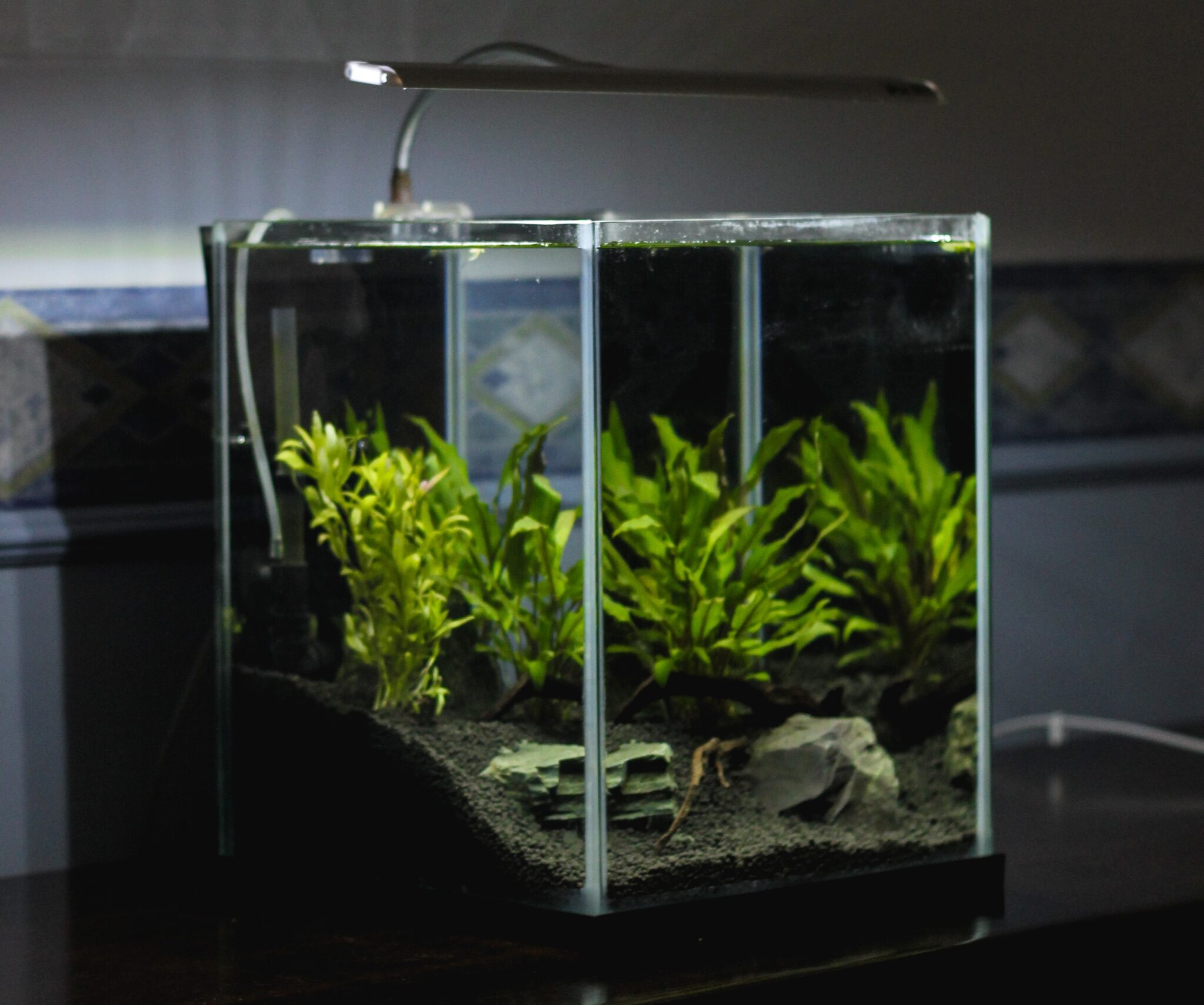 Tank Set Up The Ultimate Guide to Setting Up a Fish Tank: A Step-by-Step Tutorial