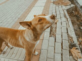 Dog's body language
