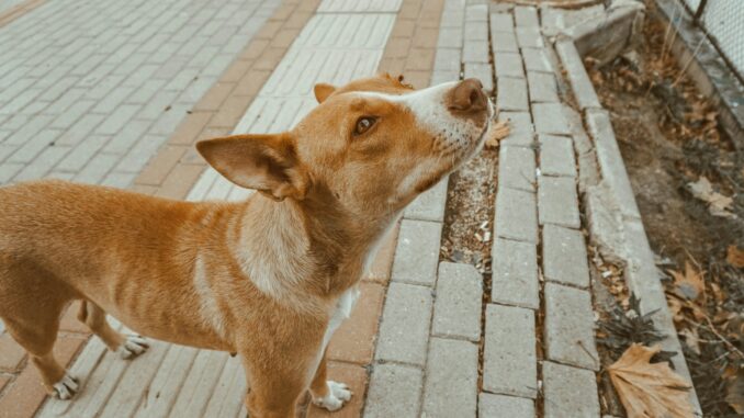 Dog's body language