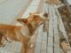 Dog's body language