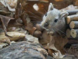 Gerbil habitat