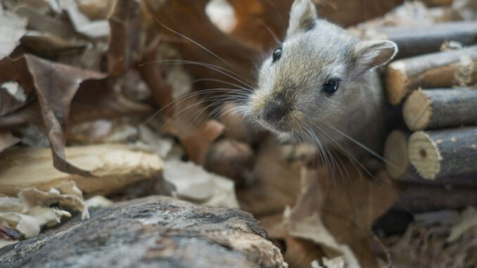 Gerbil habitat