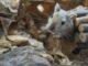 Gerbil habitat
