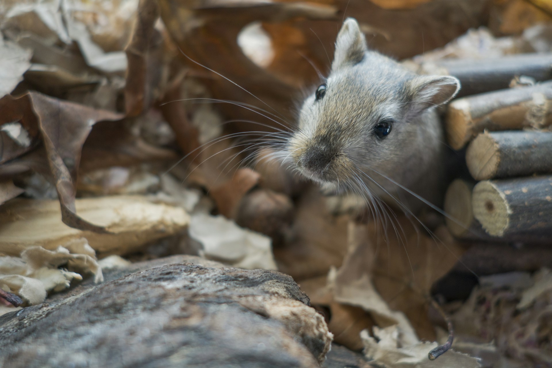 Gerbil habitat