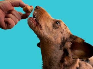 Dog's dietary needs