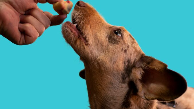 Dog's dietary needs