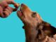 Dog's dietary needs