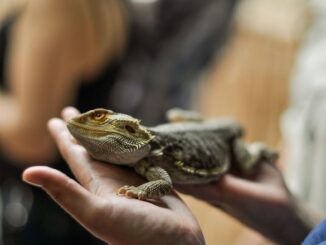 Handling your lizard