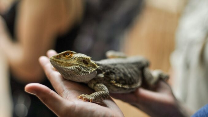 Handling your lizard