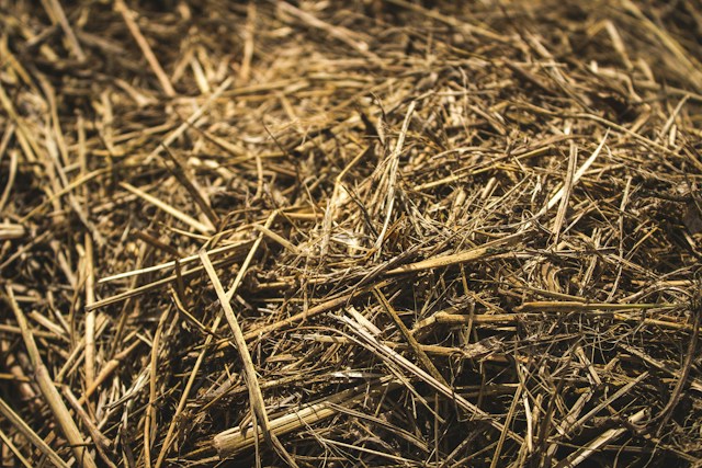 Hay for a guinea pig cage