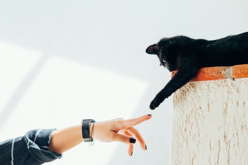 Cat playing