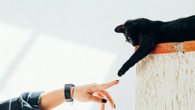 Cat playing