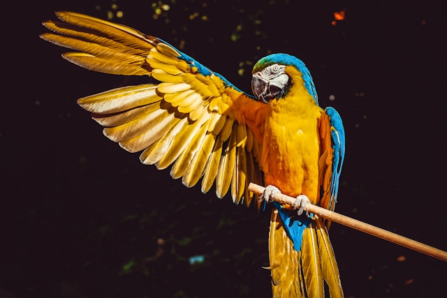 Confident parrot