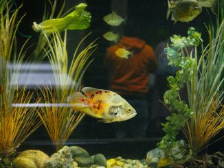 Biotope tank