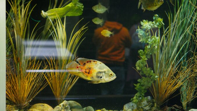 Biotope tank