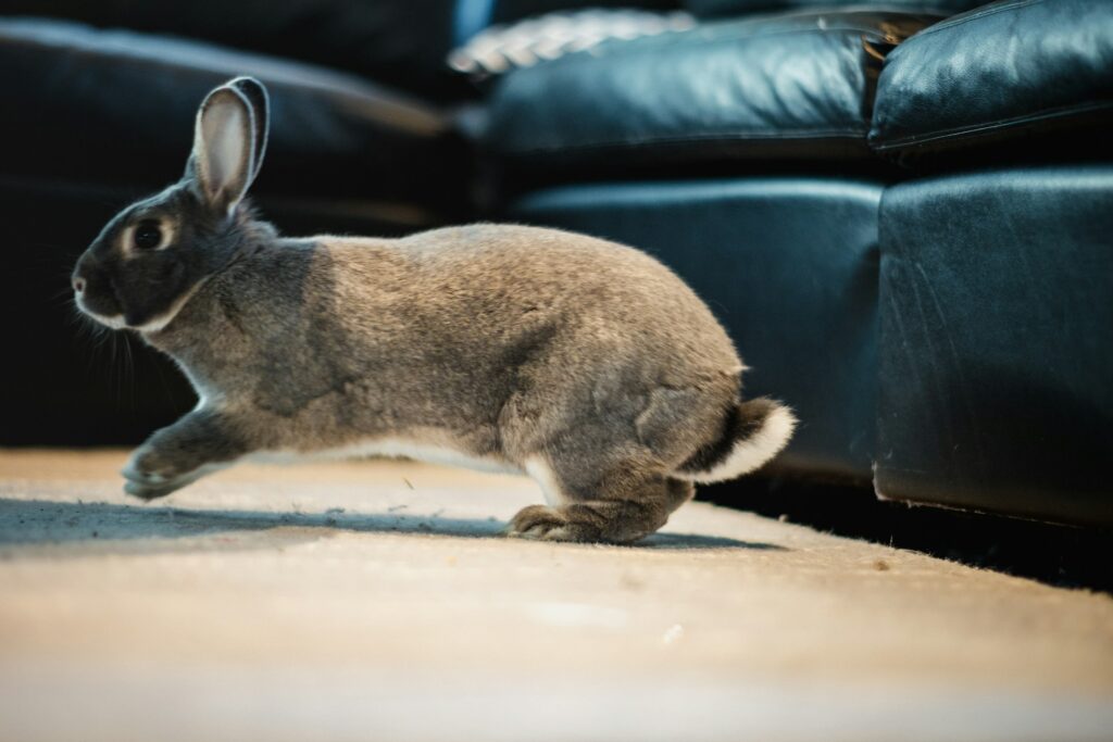 rabbit thumping