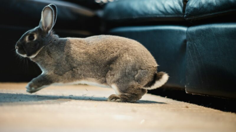 rabbit thumping