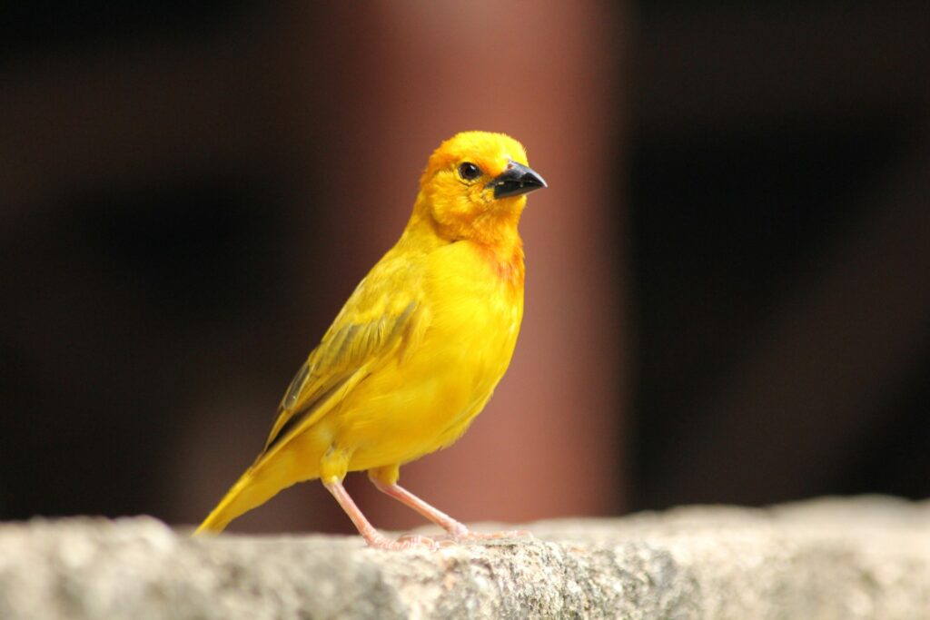 Canary
