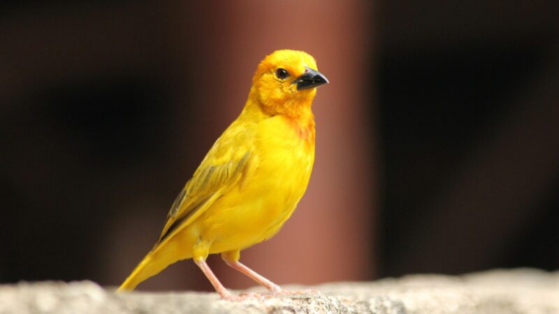 Canary