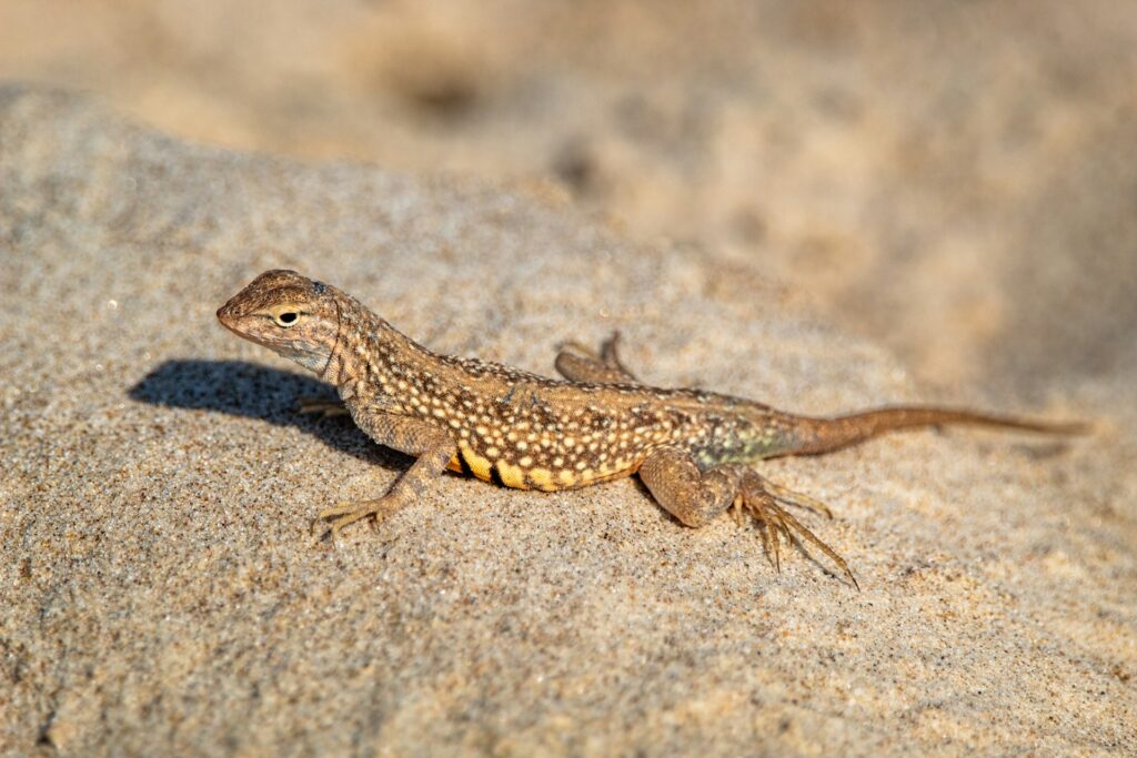 Healthy lizard