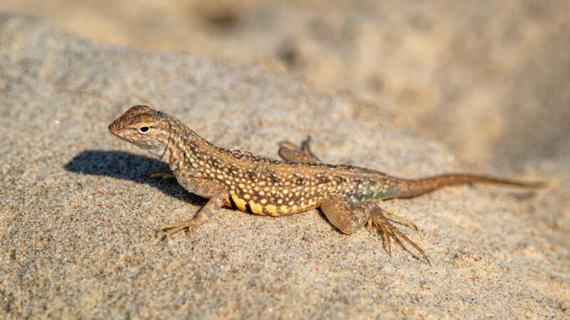 Healthy lizard