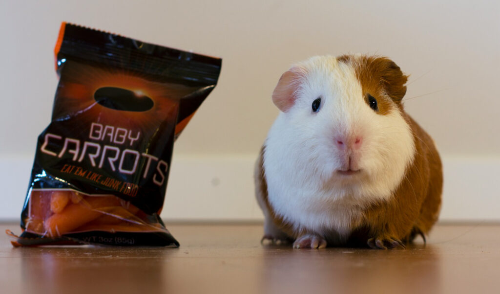 Guinea pig