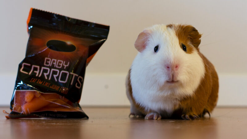 Guinea pig