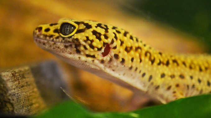 Leopard gecko