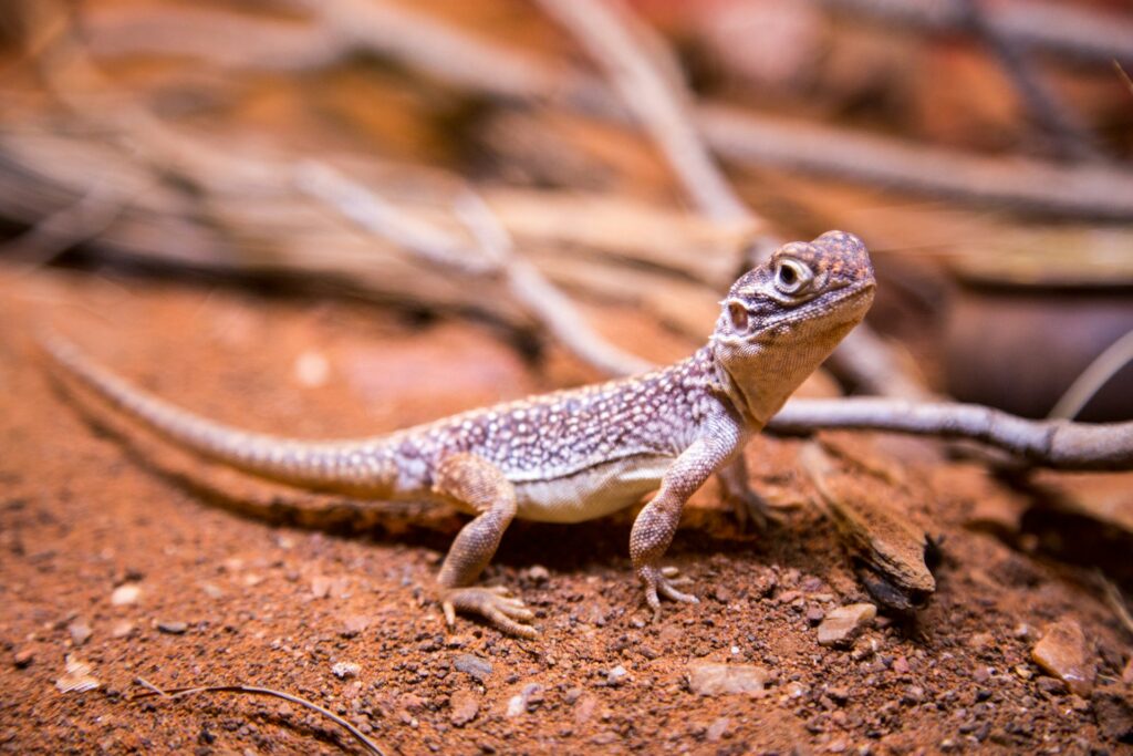 Lizard Needs