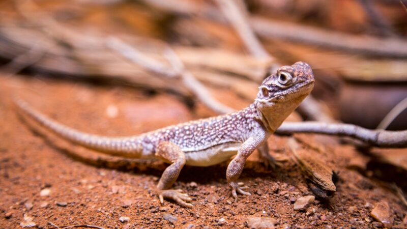 Lizard Needs
