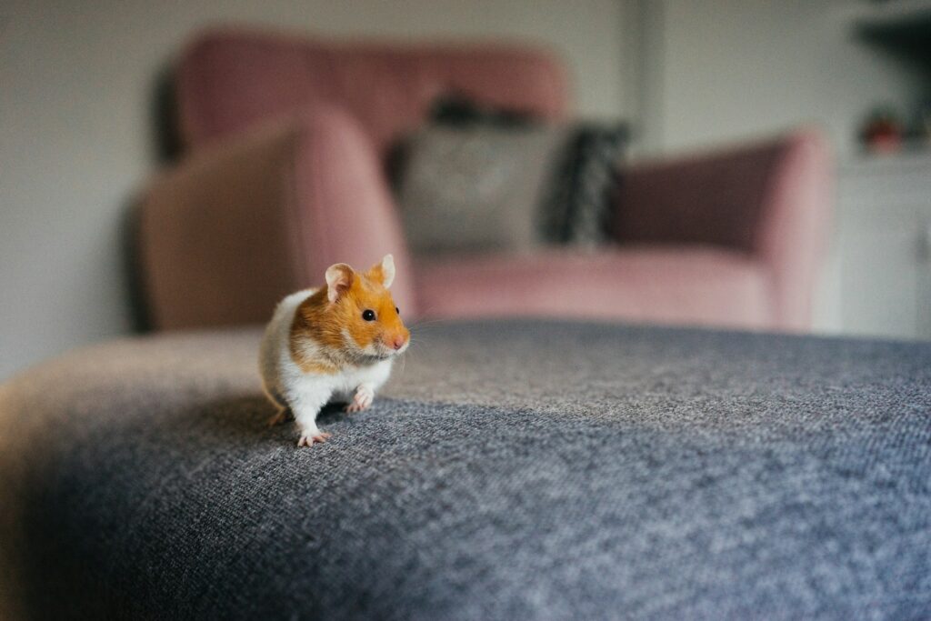 Hamster