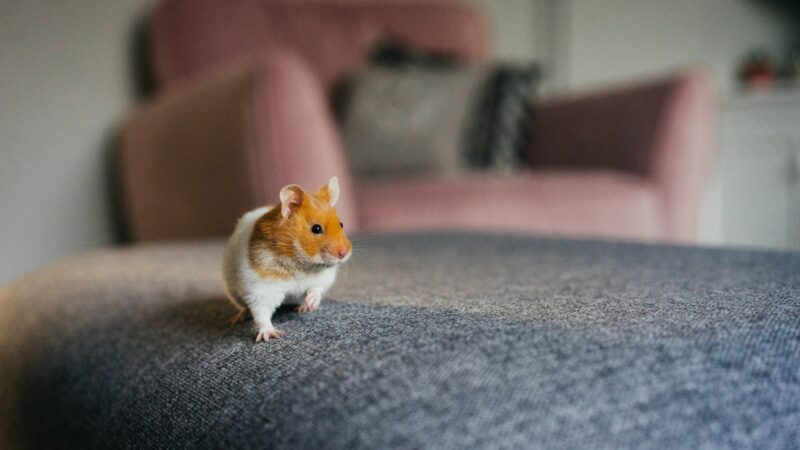 Hamster