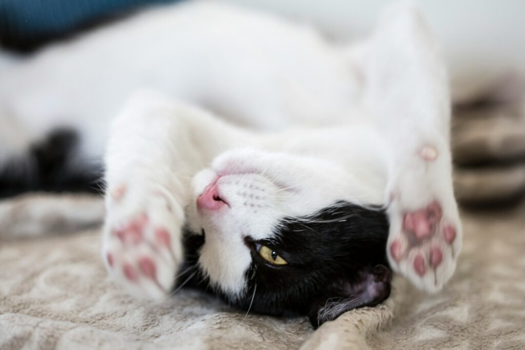 Is your cat happy?