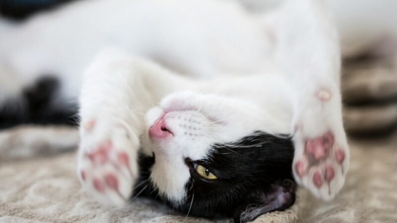 Is your cat happy?